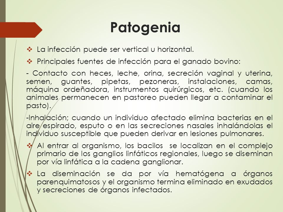 Como se hace la prueba de tuberculina en bovinos